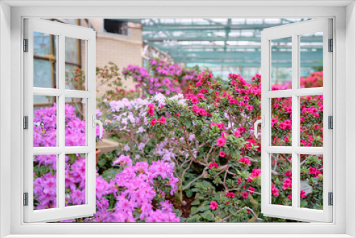 Fototapeta Naklejka Na Ścianę Okno 3D - Beautiful blossom of azaleas flowers.