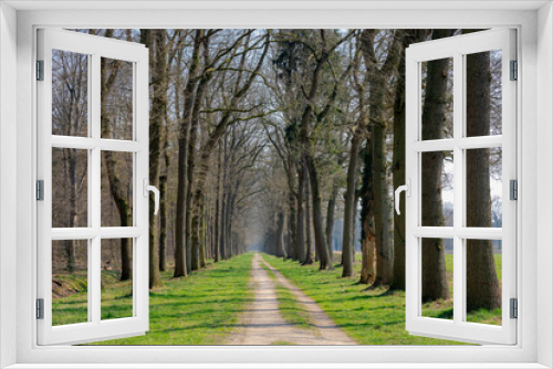 Fototapeta Naklejka Na Ścianę Okno 3D - Countryside landscape with view of nature path, A row of tree trunks along the walk way, Sunny day in early spring with narrow trees in the wood with along sidewalk, Gelderland, Netherlands.