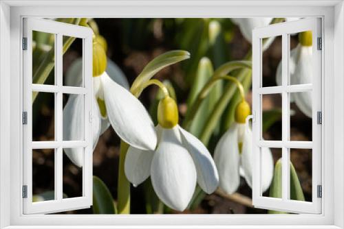 Fototapeta Naklejka Na Ścianę Okno 3D - Several snowdrops in the garden in the spring