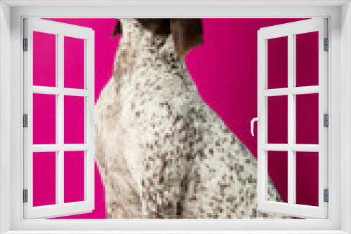 Fototapeta Naklejka Na Ścianę Okno 3D - Beautiful hunting dog weimaraner on pink background