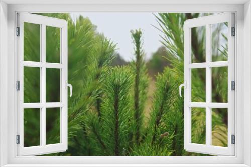 Fototapeta Naklejka Na Ścianę Okno 3D - Green Branches Spruce Coniferous Tree