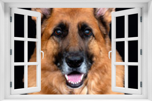 Fototapeta Naklejka Na Ścianę Okno 3D - The German Shepherd Dog, commonly shortened to German Shepherd,