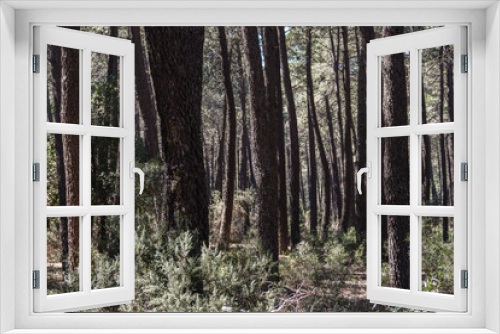 Fototapeta Naklejka Na Ścianę Okno 3D - Mediterranean forest of pines and small bushes