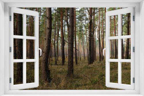 Fototapeta Naklejka Na Ścianę Okno 3D - pine tree forest in the early morning light in Dreetz/ Germany