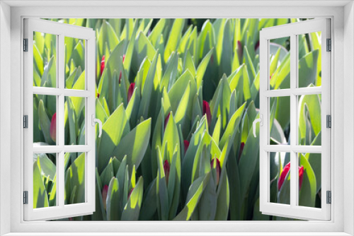 Fototapeta Naklejka Na Ścianę Okno 3D - Fresh red tulips in a flower bed in the morning. The bright spring sun illuminates the flowers. Bright life-affirming picture. Positive spring postcard. Background