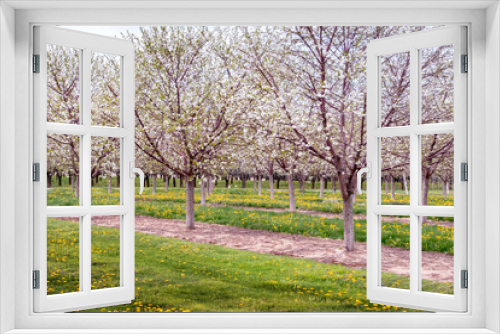 Fototapeta Naklejka Na Ścianę Okno 3D - Springtime Cherry trees in a Michigan orchard are covered in white blooms