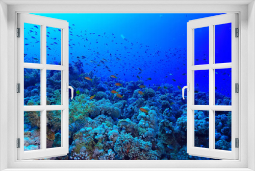 Fototapeta Naklejka Na Ścianę Okno 3D - tropical sea underwater background diving ocean