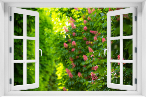 Fototapeta Naklejka Na Ścianę Okno 3D - Blossom chestnut tree background. Greenery backdrop, organic textured foliage.