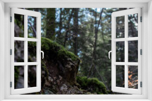 Fototapeta Naklejka Na Ścianę Okno 3D - forest in the spring