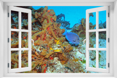 Fototapeta Naklejka Na Ścianę Okno 3D - Atlantic blue tang in Caribbean Sea near Cozumel Island, Mexico
