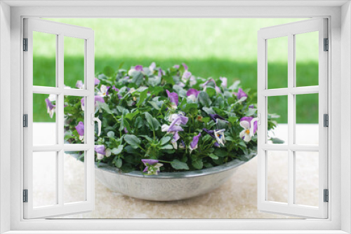 Fototapeta Naklejka Na Ścianę Okno 3D - garden flowers pansies multicolored in a pot