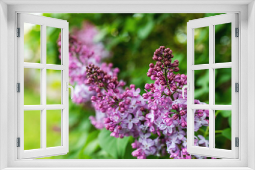 Fototapeta Naklejka Na Ścianę Okno 3D - Lilac flowers bloom, natural spring background