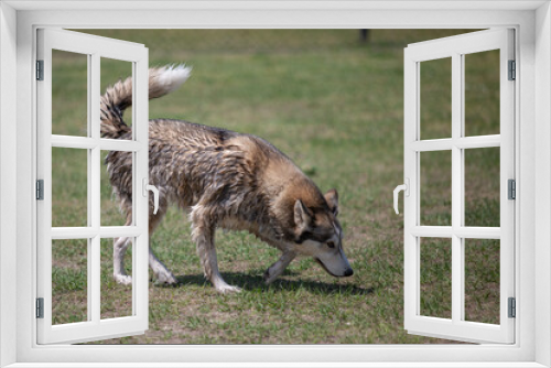 Fototapeta Naklejka Na Ścianę Okno 3D - Husky Wolf hybrid dog at a lake dog park