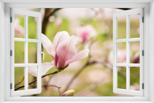Fototapeta Naklejka Na Ścianę Okno 3D - Close Up of Magnolia Flowers. Perfect Spring Concept Background