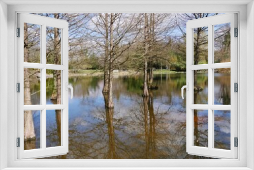 Fototapeta Naklejka Na Ścianę Okno 3D - Sumpfbäume im Arboretum Ellerhoop