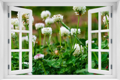 Fototapeta Naklejka Na Ścianę Okno 3D -  white clover flowers	