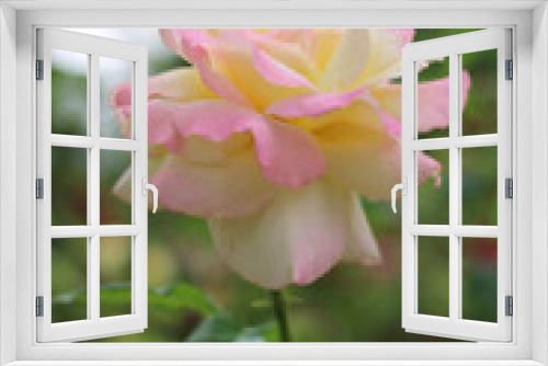 Fototapeta Naklejka Na Ścianę Okno 3D - pink rose in garden