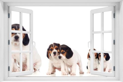 Fototapeta Naklejka Na Ścianę Okno 3D - Many beagle puppies