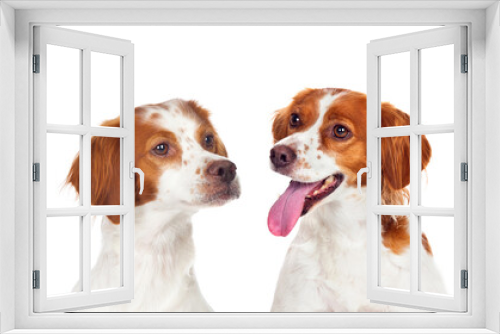 Fototapeta Naklejka Na Ścianę Okno 3D - Two beautiful hunter dogs