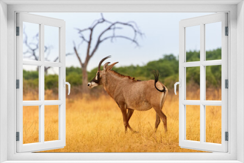 Fototapeta Naklejka Na Ścianę Okno 3D - Roan antelope, Hippotragus equinus, large African antelope, curved horns, in motion on a dry savannah. Wild animal, scene from the African wilderness. Botswana self drive safari.