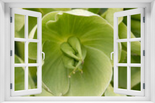 Fototapeta Naklejka Na Ścianę Okno 3D - Green blooming Helleborus Foetidus close up in the garden