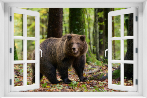 Fototapeta Naklejka Na Ścianę Okno 3D - Brown bear is looking for food in a european forest. Image taken in autumn.