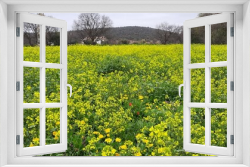 Fototapeta Naklejka Na Ścianę Okno 3D - field of dandelions