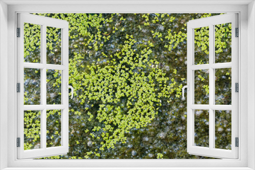Fototapeta Naklejka Na Ścianę Okno 3D - 北海道伊達市、三階滝公園で見つけた小さな水草【8月】