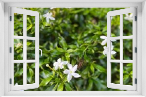 Fototapeta Naklejka Na Ścianę Okno 3D - White tiny flower with green bush
