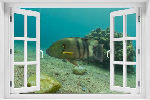 Fototapeta Naklejka Na Ścianę Okno 3D - Fish swim in the Red Sea, colorful fish, Eilat Israel
