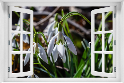 Fototapeta Naklejka Na Ścianę Okno 3D - White snowdrop flower, close up. Galanthus blossoms illuminated by the sun in the green blurred background, early spring. Galanthus nivalis bulbous, perennial herbaceous plant in Amaryllidaceae family