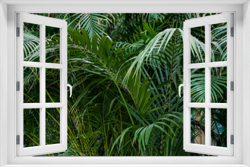 Fototapeta Naklejka Na Ścianę Okno 3D - Palm tree leaves in the pots that shot with low key exposure