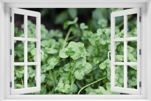 Fototapeta Naklejka Na Ścianę Okno 3D - close up of green clover leaves