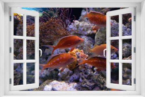 Fototapeta Naklejka Na Ścianę Okno 3D - 熱帯魚