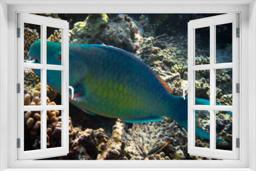 Fototapeta Naklejka Na Ścianę Okno 3D - Bicolour Parrotfish - Ember Parrotfish - Scarus Rubroviolaceus