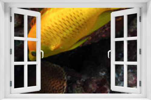 Fototapeta Naklejka Na Ścianę Okno 3D - Slingjaw Wrasse - Epibulus Insidiator