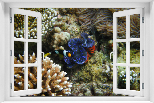 Fototapeta Naklejka Na Ścianę Okno 3D - Underwater coral reef scape with a Tridacna Squamosa covered by a red sponge, a finger coral Acropora sp. a Sea Anemone and Clarkii Anemonefish in the scene