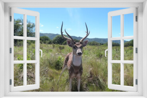 Fototapeta Naklejka Na Ścianę Okno 3D - ciervo
