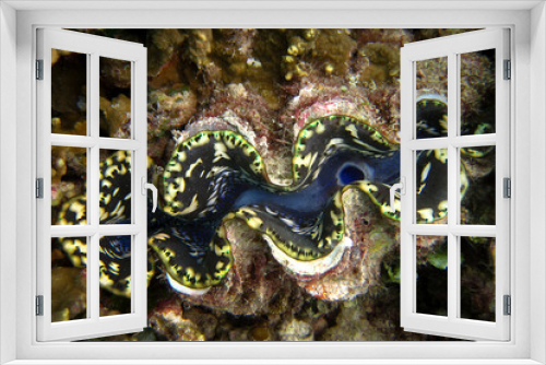 Fototapeta Naklejka Na Ścianę Okno 3D - Giant Clam - Tridacna Maxima - Tridacna Squamosa