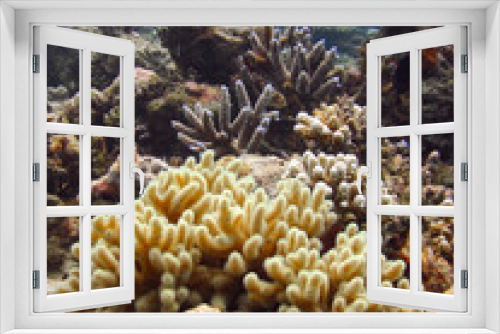Fototapeta Naklejka Na Ścianę Okno 3D - Massive Sinularia sp. soft coral colony in natural environment