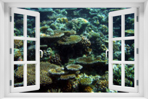 Fototapeta Naklejka Na Ścianę Okno 3D - Coral reef of Bathala Island Maldives