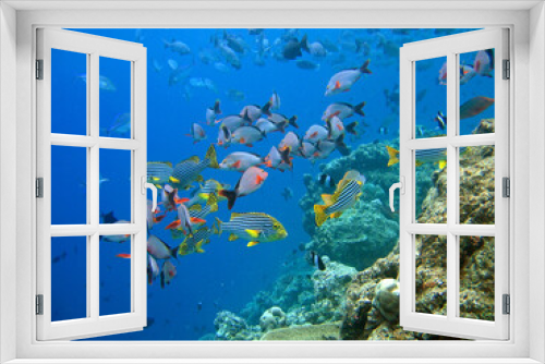 Fototapeta Naklejka Na Ścianę Okno 3D - Underwater Maldives