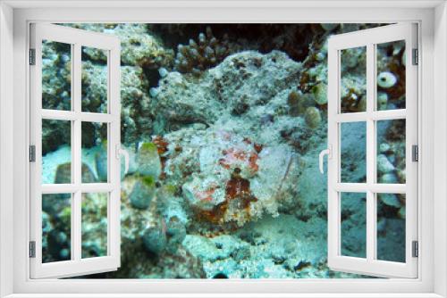 Fototapeta Naklejka Na Ścianę Okno 3D - Scorpionfish