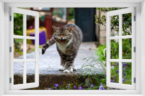 Fototapeta Naklejka Na Ścianę Okno 3D - Kot
