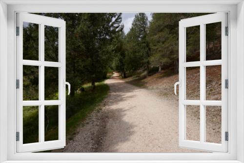 Fototapeta Naklejka Na Ścianę Okno 3D - A road with large pines on the sides in autumn