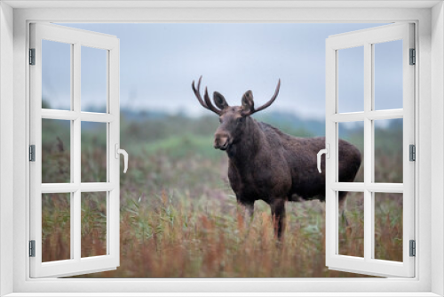 Fototapeta Naklejka Na Ścianę Okno 3D - Moose , Elk ( Alces alces ) close up