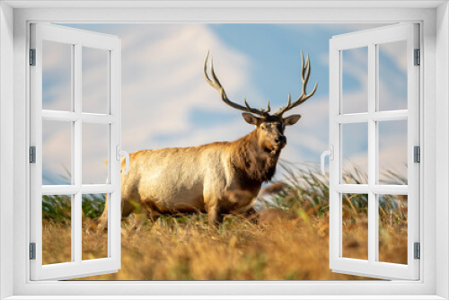 Fototapeta Naklejka Na Ścianę Okno 3D - Tule Elk bull standing in the windy California Grizzly Island marshland