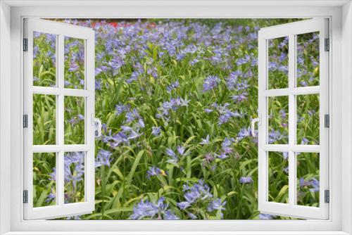 Fototapeta Naklejka Na Ścianę Okno 3D - Small blue flowers in bloom, flowers background.