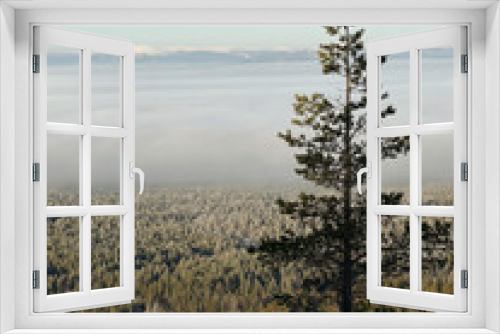 Fototapeta Naklejka Na Ścianę Okno 3D - The silhouette of a tall spruce tree on the top of a hill, standing above a coniferous forest, covered with morning fog