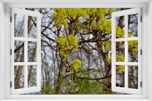 Fototapeta Naklejka Na Ścianę Okno 3D - Acer platanoides maple is a species of soap tree. The Norway maple is a large deciduous , tree top